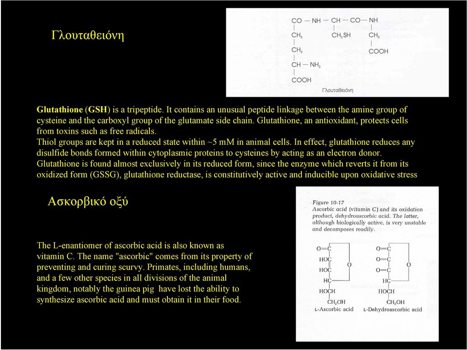 In effect, glutathione reduces any disulfide bonds formed within cytoplasmic proteins to cysteines by acting as an electron donor.