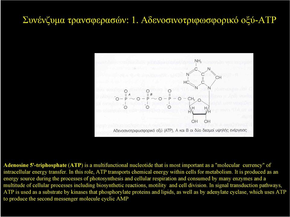 In this role, ATP transports chemical energy within cells for metabolism.