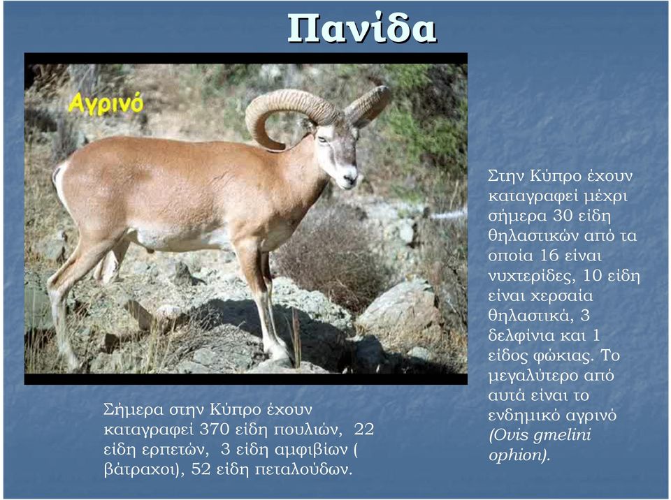 Στην Κύπρο έχουν καταγραφεί µέχρι σήµερα 30 είδη θηλαστικών από τα οποία 16 είναι