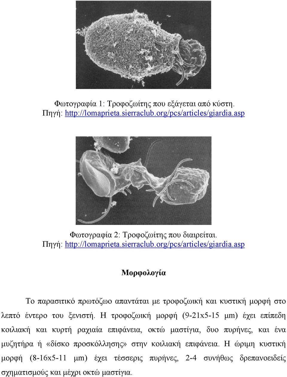 asp Μορφολογία Το παρασιτικό πρωτόζωο απαντάται με τροφοζωική και κυστική μορφή στο λεπτό έντερο του ξενιστή.