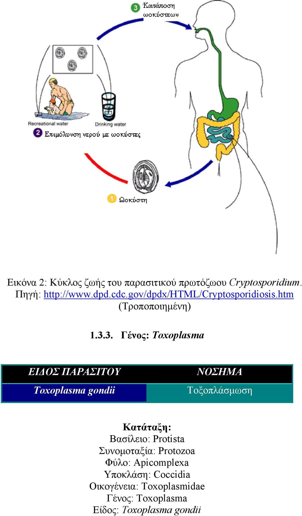 3. Γένος: Toxoplasma ΕΙΔΟΣ ΠΑΡΑΣΙΤΟΥ Toxoplasma gondii ΝΟΣΗΜΑ Τοξοπλάσμωση Κατάταξη: Βασίλειο: