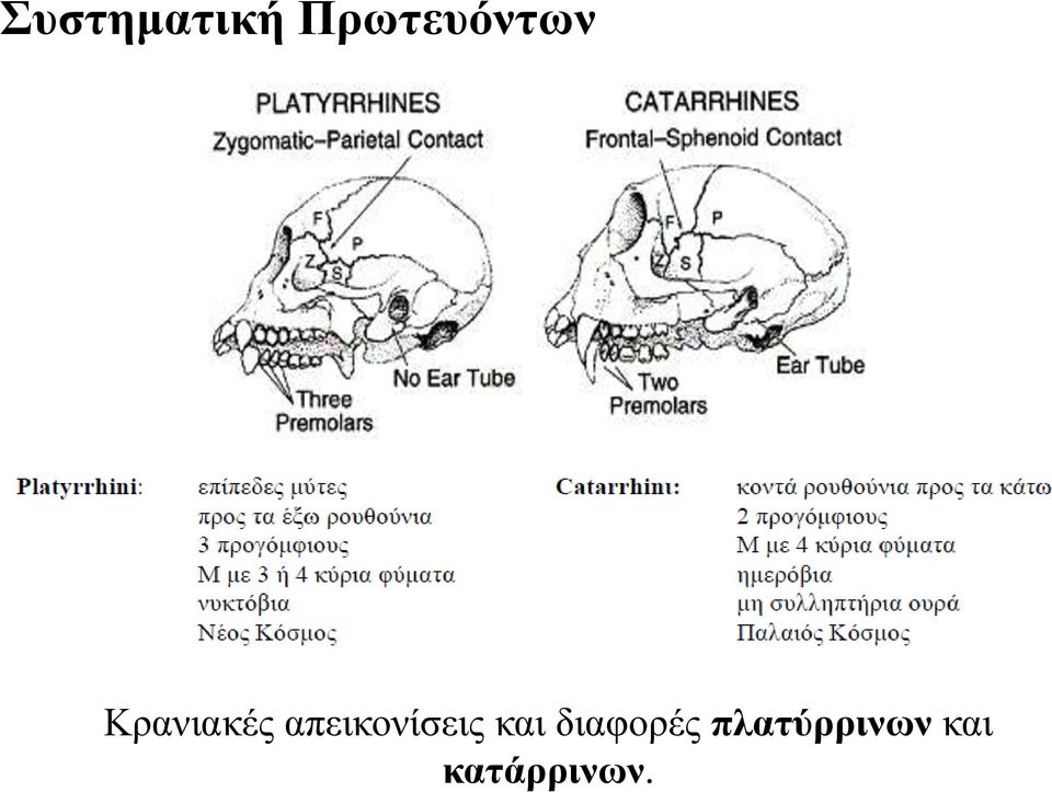 απεηθνλίζεηο θαη