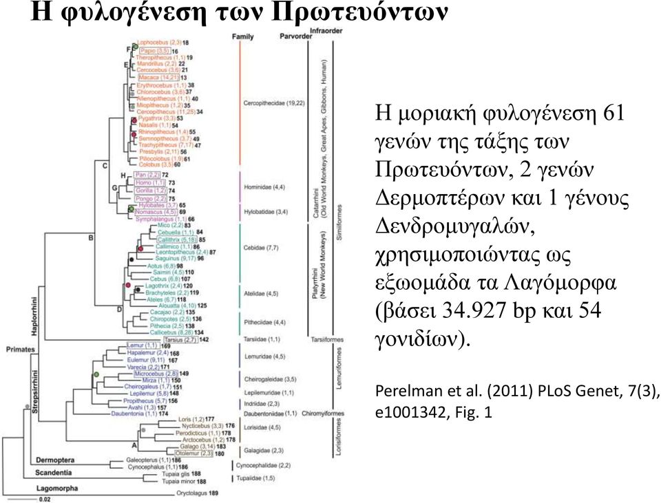 Γελδξνκπγαιώλ, ρξεζηκνπνηώληαο σο εμσνκάδα ηα Λαγόκνξθα (βάζεη 34.