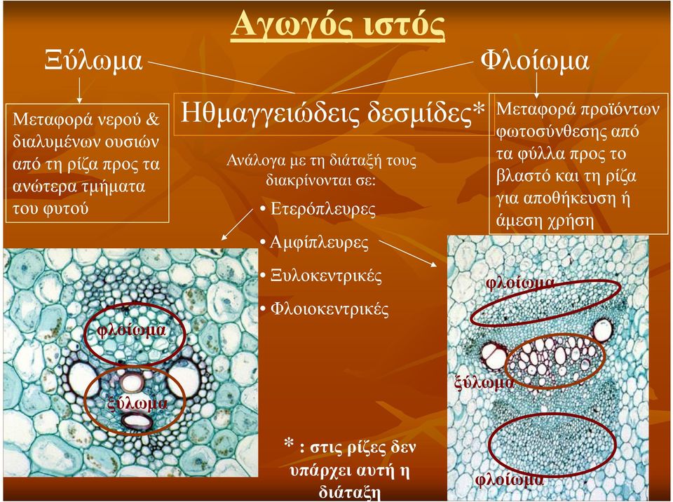 Αµφίπλευρες Ξυλοκεντρικές Φλοιοκεντρικές Μεταφορά προϊόντων φωτοσύνθεσης από τα φύλλα προς το βλαστό