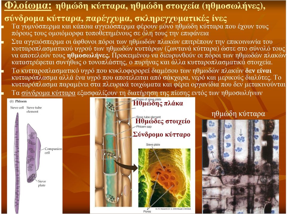 ώστε στο σύνολό τους να αποτελούν τους ηθµοσωλήνες. Προκειµένου να διευρυνθούν οι πόροι των ηθµωδών πλακών, καταστρέφεται συνήθως ο τονοπλάστης, ο πυρήνας και άλλα κυτταροπλασµατικάστοιχεία.