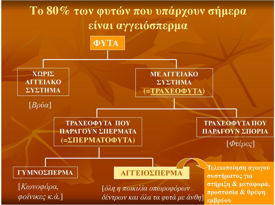 ΣΠΟΡΙΑ [Φτέρες] ΓΥΜΝΟΣΠΕΡΜΑ [Κωνοφόρα, φοίνικες κ.ά.