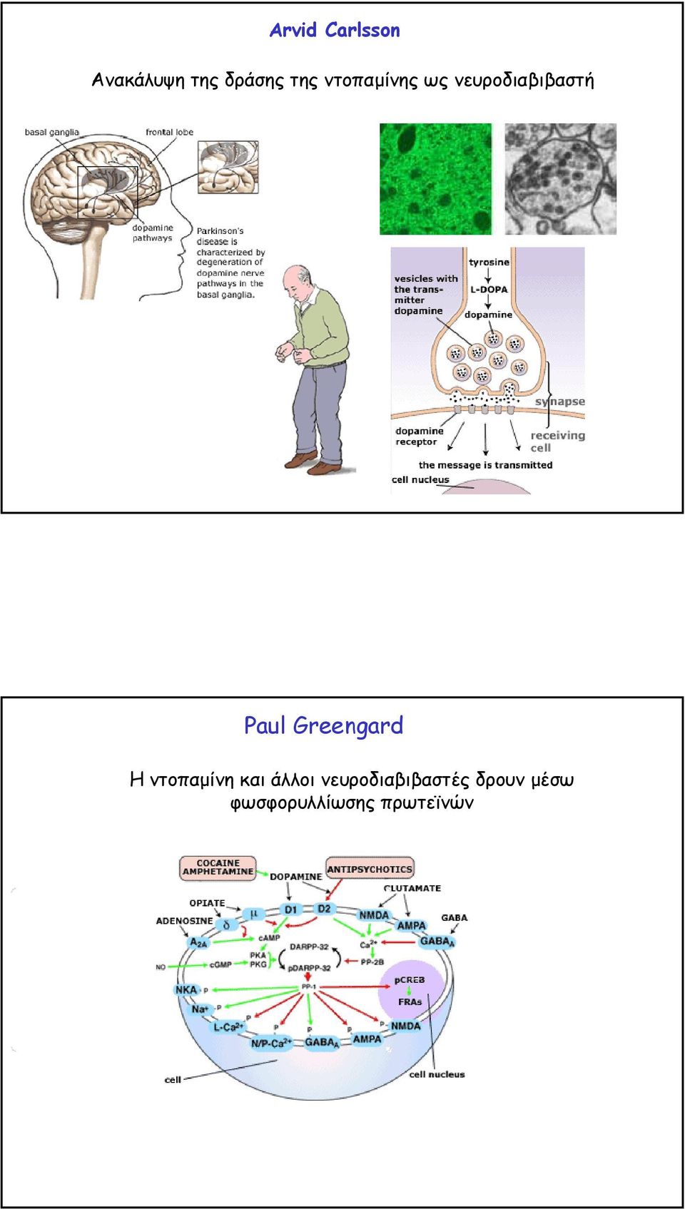 Greengard Ηντοπαµίνη και άλλοι