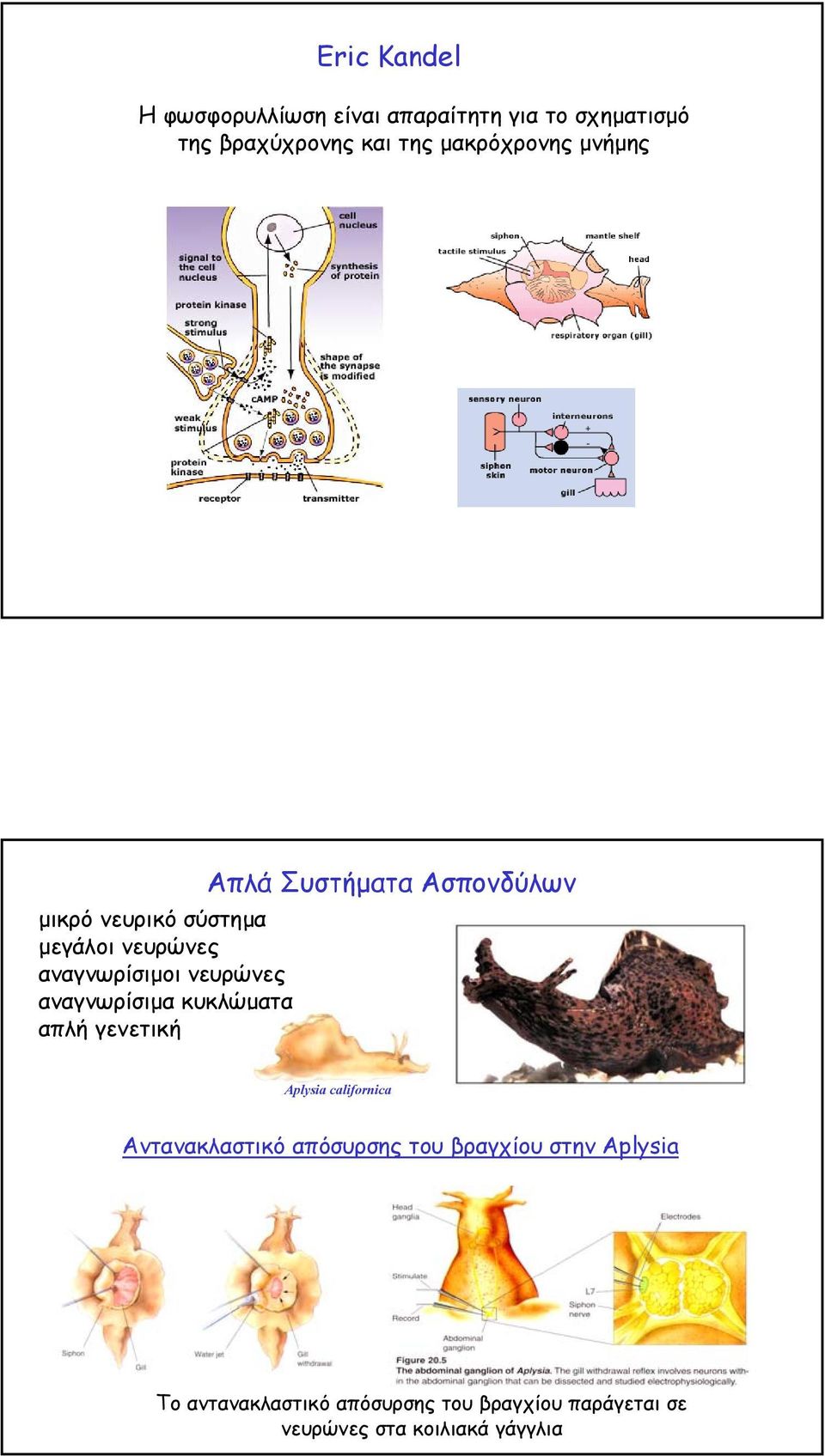 κυκλώµατα απλή γενετική Απλά Συστήµατα Ασπονδύλων Aplysia californica Αντανακλαστικό απόσυρσης