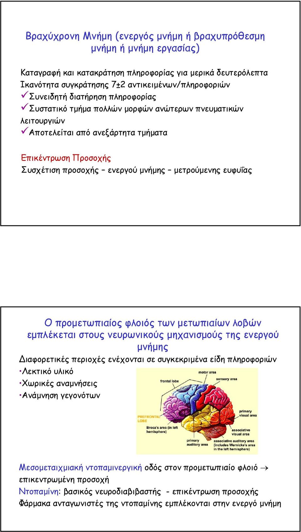 προµετωπιαίος φλοιός των µετωπιαίων λοβών εµπλέκεται στους νευρωνικούς µηχανισµούς της ενεργού µνήµης ιαφορετικές περιοχές ενέχονται σε συγκεκριµένα είδη πληροφοριών Λεκτικό υλικό Χωρικές αναµνήσεις