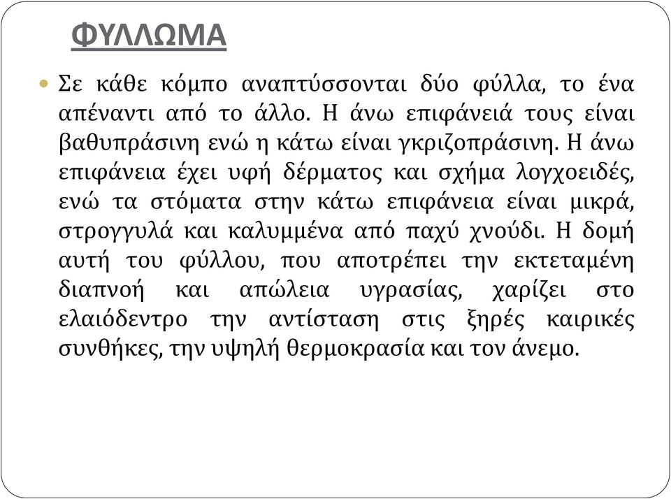 Η άνω επιφάνεια έχει υφή δέρματος και σχήμα λογχοειδές, ενώ τα στόματα στην κάτω επιφάνεια είναι μικρά, στρογγυλά και