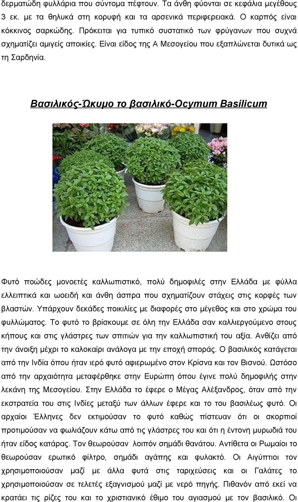 Βασιλικός-Ώκυμο το βασιλικό-ocymum Basilicum Φυτό ποώδες μονοετές καλλωπιστικό, πολύ δημοφιλές στην Ελλάδα με φύλλα ελλειπτικά και ωοειδή και άνθη άσπρα που σχηματίζουν στάχεις στις κορφές των