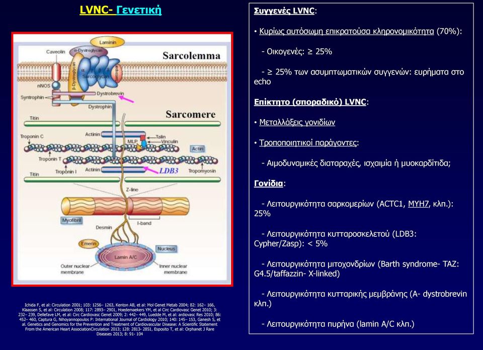 ): 25% - Λειτουργικότητα κυτταροσκελετού (LDB3: Cypher/Zasp): < 5% - Λειτουργικότητα μιτοχονδρίων (Barth syndrome- TAZ: G4.