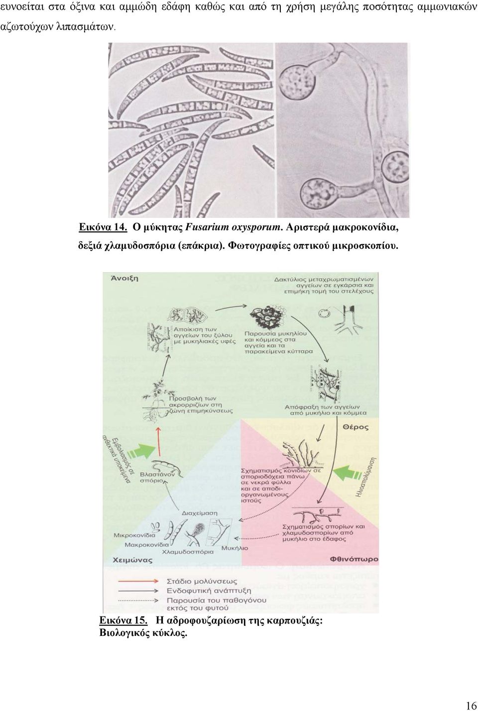 Ο μύκητας Fusarium oxysporum.