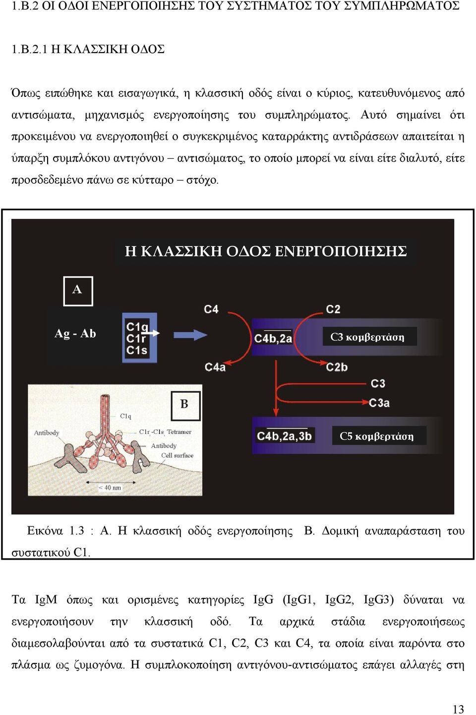 πάνω σε κύτταρο στόχο. Η ΚΛΑΣΣΙΚΗ ΟΔΟΣ ΕΝΕΡΓΟΠΟΙΗΣΗΣ Α Ag - Ab C3 κομβερτάση Β C5 κομβερτάση Εικόνα 1.3 : Α. Η κλασσική οδός ενεργοποίησης Β. Δομική αναπαράσταση του συστατικού C1.