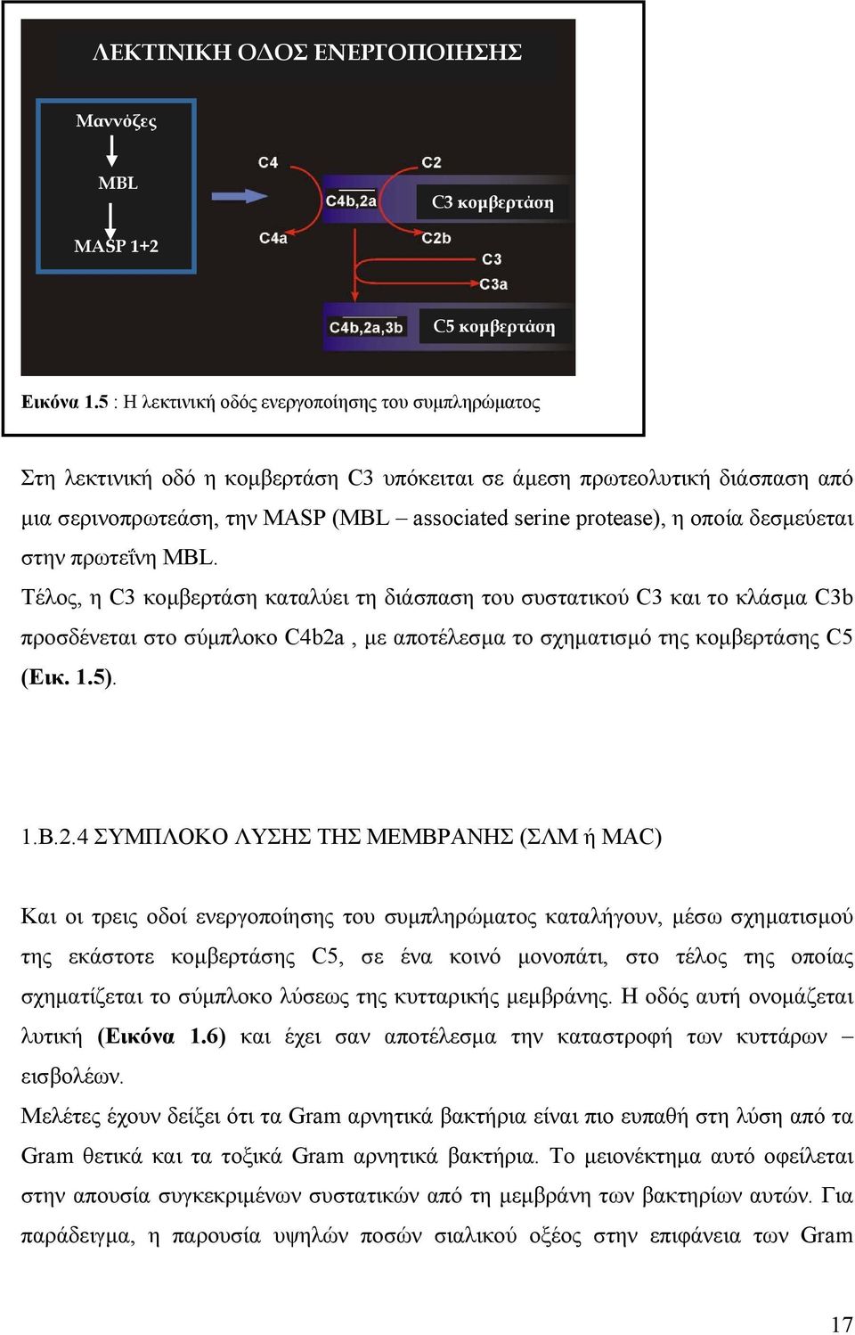 οποία δεσμεύεται στην πρωτεΐνη MBL. Τέλος, η C3 κομβερτάση καταλύει τη διάσπαση του συστατικού C3 και το κλάσμα C3b προσδένεται στο σύμπλοκο C4b2a, με αποτέλεσμα το σχηματισμό της κομβερτάσης C5 (Εικ.