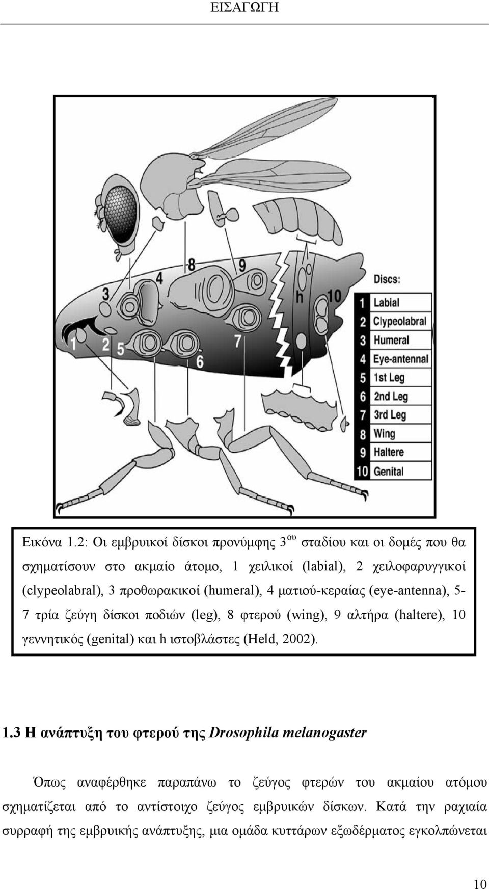 προθωρακικοί (humeral), 4 ματιού-κεραίας (eye-antenna), 5-7 τρία ζεύγη δίσκοι ποδιών (leg), 8 φτερού (wing), 9 αλτήρα (haltere), 10 γεννητικός (genital)