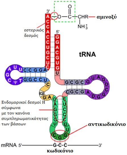 Δομή και ρόλος του trna Επειδή υπάρχει διαφορά στη μοριακή δομή ανάμεσα την πολυνουκλεοτιδική και πολυπεπτιδική αλυσίδα, η άμεση προσέγγιση των αμινοξέων στο mrna είναι αδύνατη.