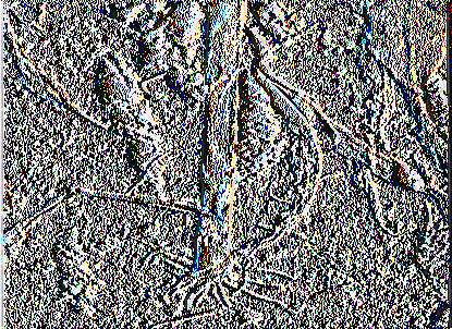 Εικόνα 21: Μυκηλιακοί δακτύλιοι στα γόνατα (Wrather Α., 2009) Ο μύκητας διαχειμάζει στο έδαφος ή στα υπολείμματα της καλλιέργειας ως μυκήλιο, χλαμυδοσπόριο.