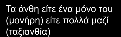 Τα άνθη είτε ένα μόνο του