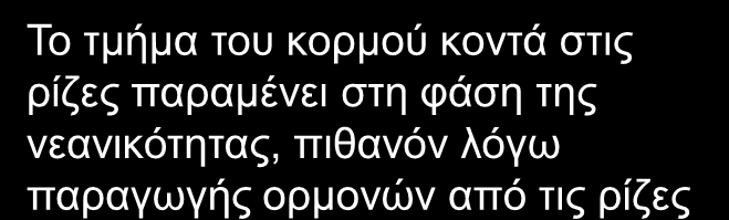 ΝΕΑΝΙΚΟΤΗΤΑ Τα δένδρα που παράγονται από σπόρο διέρχονται Στη μεταβατική από φάση τη φάση της νεανικότητας στη μεταβατική φάση και στη συνέχεια στην ενηλικίωση.