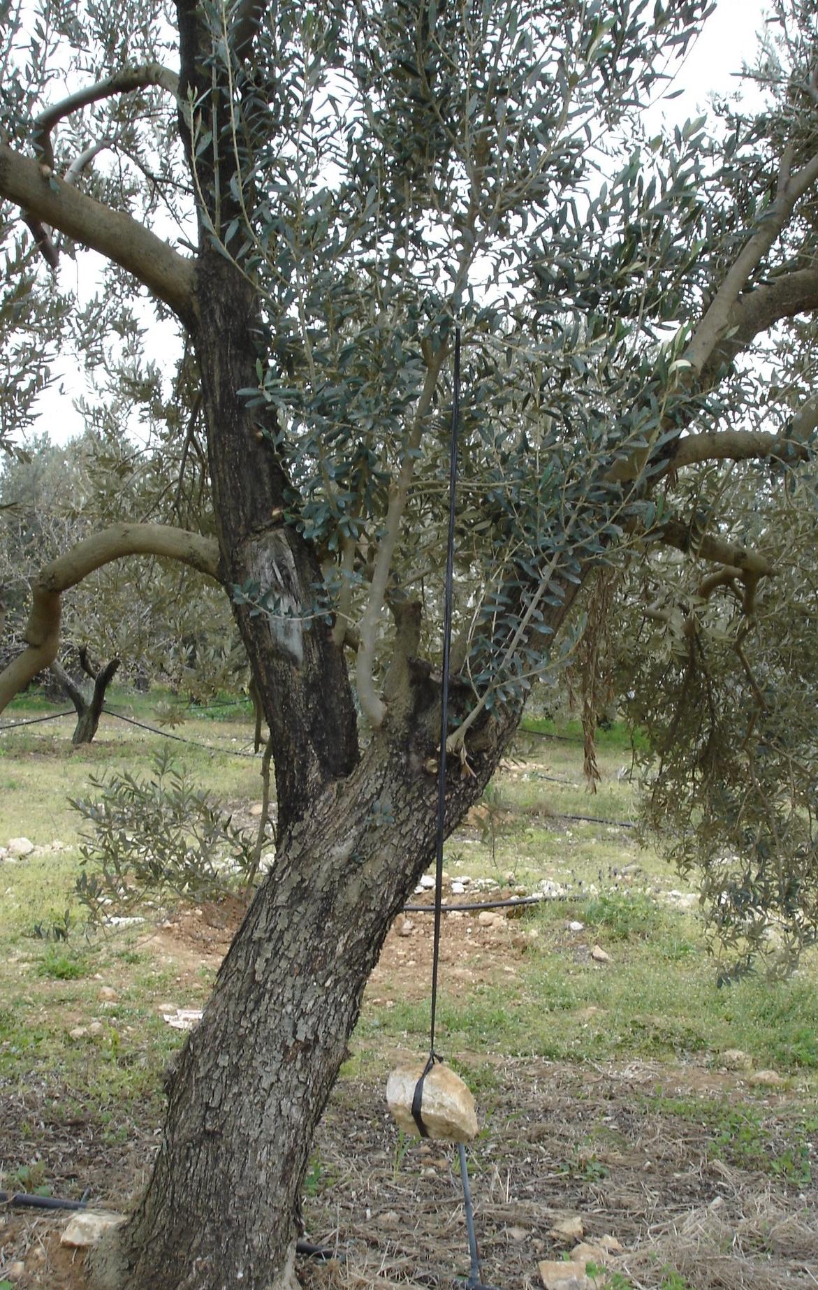 κάμψη) Πρέπει να γίνεται άνοιξη νωρίς το καλοκαίρι, αποκολλάται εύκολα ο φλοιός, και λόγω του ότι ανθοφόρων οφθαλμών Τα κλαδεμένα δένδρα αργούν να μπουν σε καρποφορία σε σχέση με τα ακλάδευτα, αλλά