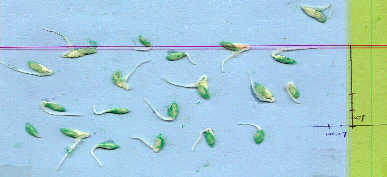 Εικόνες από τα τεστ φυτοτοξικότητας του πρώτου δείγµατος: Εικόνα από τους σπόρους κάρδαµου του µάρτυρα Εικόνα τους σπόρους