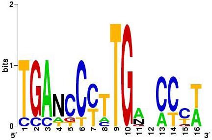 Sequence Logo Αναπαράσταση Μοτίβων x {A,C,G,T} και p i (x) η συχν