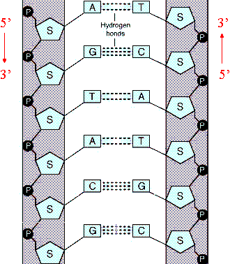 signals CpG