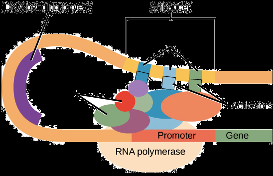 Μεταγραφικοί Παράγοντες (Transcription Factors, TFs) πρωτεΐνες