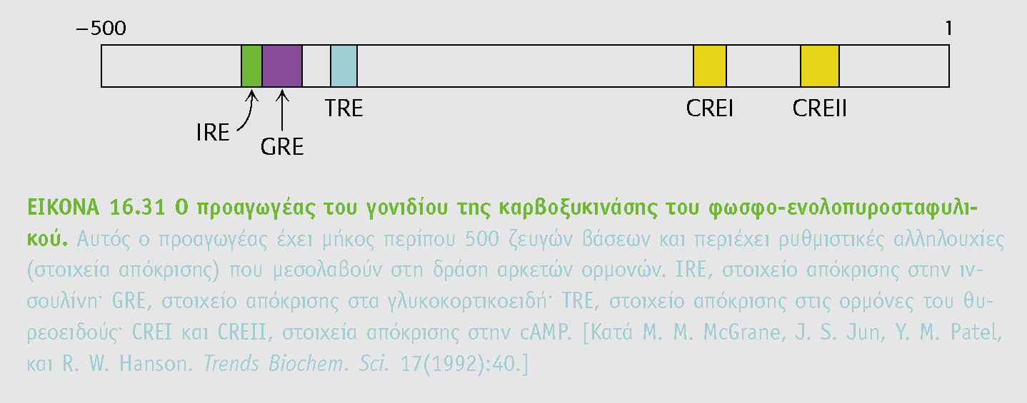 Ο μεταγραφικός έλεγχος στους ευκαριωτικους οργανισμούς είναι πολύ πιο αργός (ώρες ή μέρες) σε αντίθεση με τον αλλοστερικο έλεγχο (δευτ/τα, λεπτά) Η πολυπλοκότητα του ορμονικού