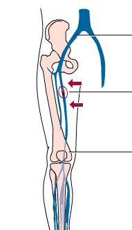 femoral vein