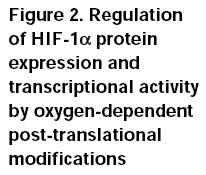 CULLIN 2 (CUL2) Elongin B/C VHL: Hippel Lindau tumor