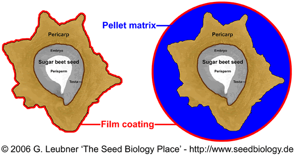 (Sugar Beet) Pelleting (Sugar Beet) Pelleting Seed is pelleted to: Increase it s size.