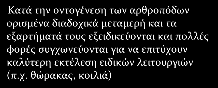 Μεταμέρεια - ετερώνυμη μεταμέρεια (tagmosis, tagma) Κατά την οντογένεση των αρθροπόδων ορισμένα διαδοχικά μεταμερή και τα