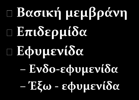 Δομή εξωσκελετού Βασική μεμβράνη