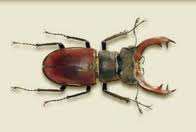 Υποφύλο: Trilobitomorpha Υποφύλο: