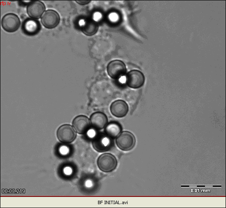 3. RAW PX-GFP murine mouse macrophages