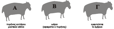 3. Γιατί η κλωνοποίηση είναι χρήσιμη για τον πολλαπλασιασμό των διαγονιδιακών ζώων; Μονάδες 9 2007 3.