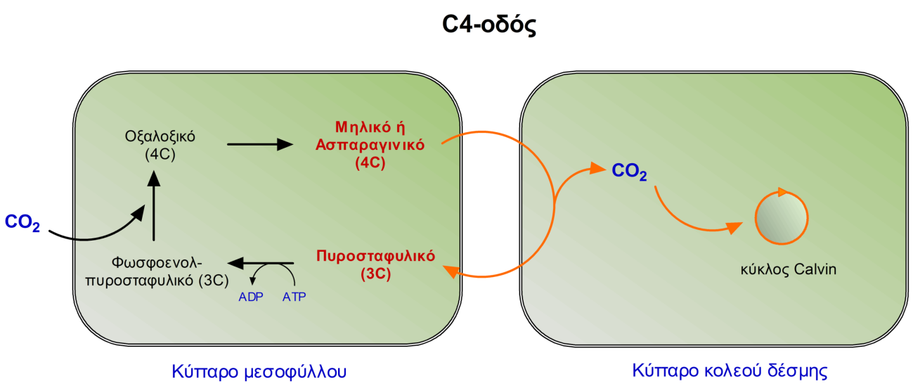 έναν διαφορετικό τρόπο δέσμευσης του CO 2.