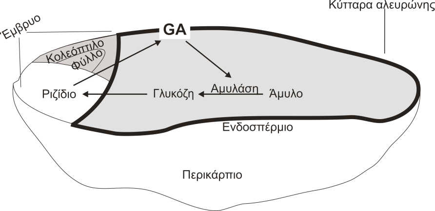 Σχήμα 4.1.1: Τομή σπέρματος κριθαριού. Παρουσιάζεται συνοπτικά η διαδικασία ενεργοποίησης της αμυλάσης. 4.1.2 Πειραματικό μέρος Μια κατά μήκος τομή σπέρματος κριθαριού φαίνεται στο Σχήμα 4.1.1. Τα κύτταρα της αλευρόνης παράγουν τα ένζυμα που διασπούν τα μεγαλομόρια που βρίσκονται αποθηκευμένα στο ενδοσπέρμιο.