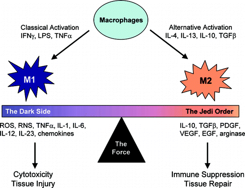 DIABETES Pro-inflammatory Immunomodulatory Killer Chronic