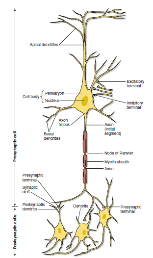 Το σώμα έχει μικρότερο αναλογικά όγκο σε σχέση με τα άλλα τμήματα του νευρώνα αλλά τις μεγαλύτερες ενεργειακές απαιτήσεις επειδή γίνεται εκεί κυρίως η πρωτεινοσύνθεση οι οποίες μεταφέρονται στα άλλα