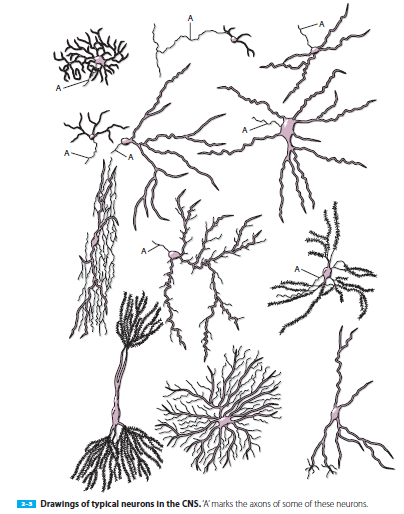 Η μορφολογία των δενδριτών (διακλαδώσεις, έκταση) συχνά ορίζει τον τύπο του νευρώνα.