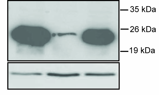 O R1d2 εκφράστηκε από τον φορέα pbma. Ως πλασµίδιο αναφοράς χρησιµοποιήθηκε το CecB1.luc και ως παράγοντας κανονικοποίησης χρησιµοποιήθηκε η πρωτεΐνη GFP.