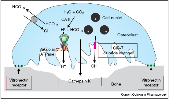 Cathepsin - K Εκφράηεται ςτουσ οςτεοκλάςτεσ τθν φάςθ τθσ οςτικισ απορρόφθςθσ ςε όξινο περιβάλλον διαςπά κυρίωσ το κολλαγόνο τφπου Ι, τθν οςτεοποντίνθ και οςτεονεκτίνθ Η αναςτολι τθσ Cathepsin K