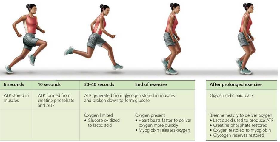 Με το τέλος της άσκησης, μειώνονται τα επίπεδα της φωσφοκρεατίνης και γλυκογόνου στον μυ Χρέος οξυγόνου
