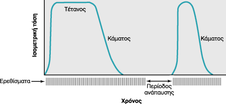 Η μείωση της μυϊκής άσκησης εξ αιτίας της προηγούμενης συσταλτικής δραστηριότητας, ορίζεται ως μυϊκός κάματος Η έναρξη του καμάτου και ο ρυθμός ανάπτυξης του εξαρτάται από τον τύπο σκελετικής ίνας