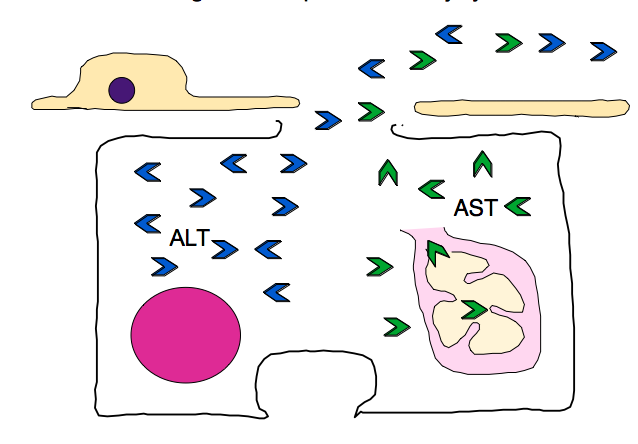 Τρανσαμινάσες Ευαίσθητοι δείκτες ηπατοκυτταρικής βλάβης Απελευθερώνονται στο πλάσμα με το θάνατο των ηπατοκυττάρων
