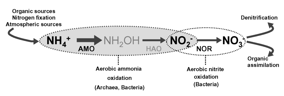 Αερόβια οξείδωςη τησ αμμωνίασ Εικόνα 14. Θ αερόβια οξείδωςθ τθσ αμμωνίασ από βακτιρια και αρχαία κατά τθν νιτροποίθςθ και θ οξείδωςθ των νιτρωδϊν από βακτιρια.