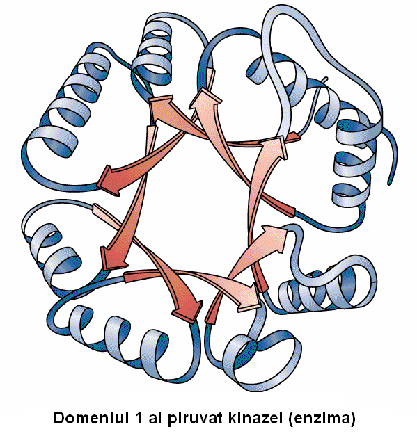 structurale stau la baza formării domeniilor Exemplu: motivul structural β-α-β sta la baza domeniului 1 al piruvat kinazei